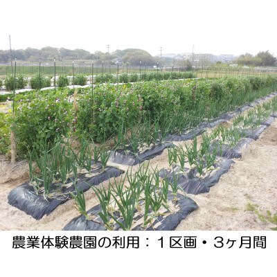 農業体験農園の利用:1区画・3ヶ月間