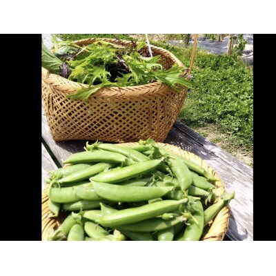 野菜の収穫体験 3回分