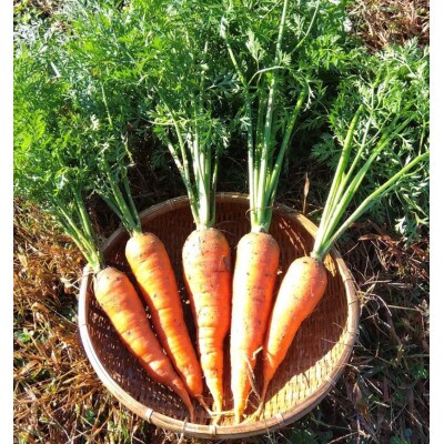 野菜の収穫体験 4回分