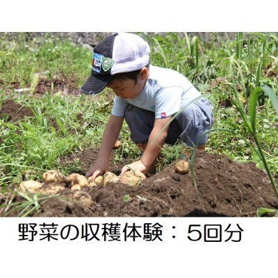 野菜の収穫体験 5回分