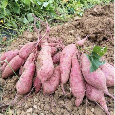 野菜の収穫体験 5回分