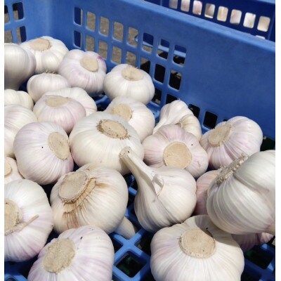 ニンニク 500g