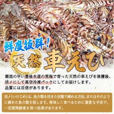 漁師直送! 天然活〆車えび (計500g・250g×2P) 大分県産