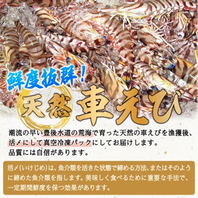 漁師直送! 天然活〆車えび (計500g・250g×2P) 大分県産