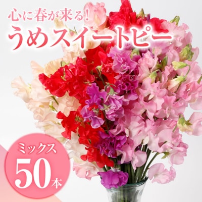 スイートピー ミックス (50本) 