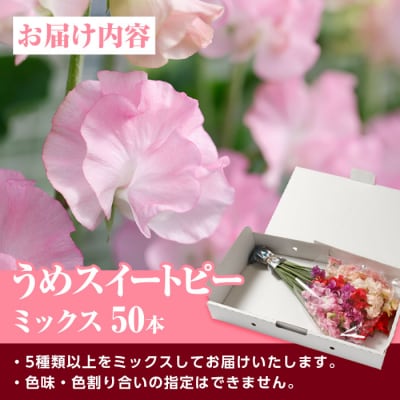 スイートピー ミックス (50本) 