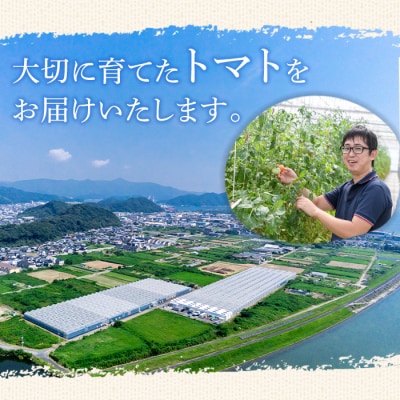 フルーツトマト 朱々 Lサイズ (計1kg・12-14玉)