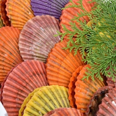 後藤さんが育てた屋形島の緋扇貝 ひおうぎがい 30枚 お礼品詳細 ふるさと納税なら さとふる