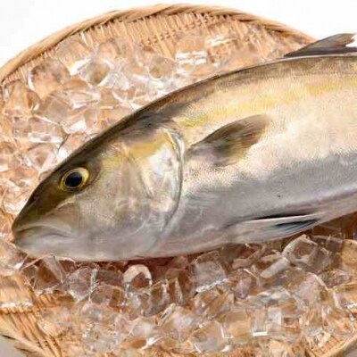 愛海の恵み 大分豊後水道産 養殖カンパチ 約3 4kg 1本 お礼品詳細 ふるさと納税なら さとふる