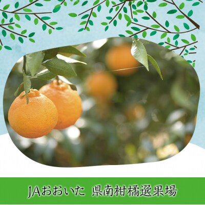 <先行受付中!2024年2月から3月の期間に順次発送予定>おもしろいカタチの「デコポンくん」