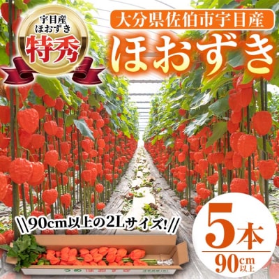 <先行受付中!お盆前頃に発送予定>驚きの大きさ! 宇目産ほおずき(5本・2L)