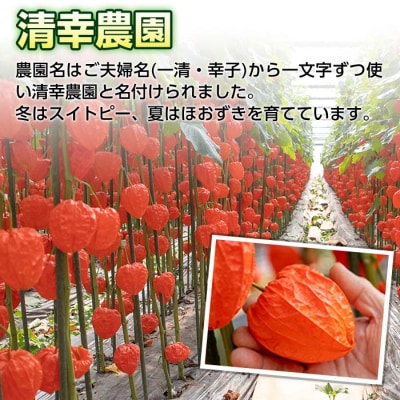 <先行受付中!お盆前頃に発送予定>驚きの大きさ! 宇目産ほおずき(5本・2L)