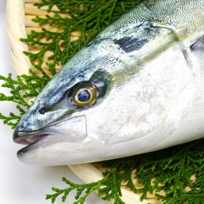 刺身用 佐伯産ぶり 低温熟成魚切り身 約300g お礼品詳細 ふるさと納税なら さとふる