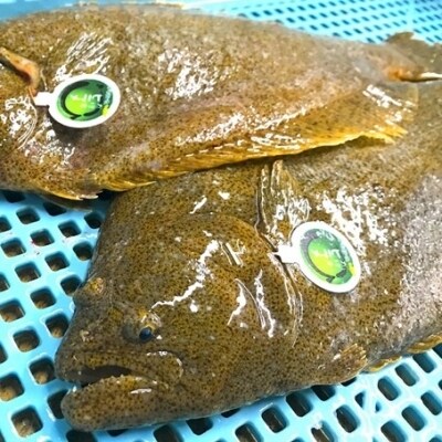 養殖ヒラメ刺身 薄造り 1尾分 約700g お礼品詳細 ふるさと納税なら さとふる