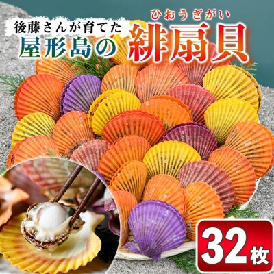 緋扇貝 (計32枚) 屋形島で後藤さんが育てた緋扇貝