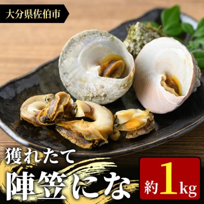 ＜お試し用＞陣笠にな (約1kg) 
