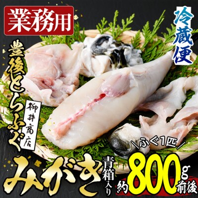 <業務用>豊後とらふぐ 1匹 青箱入 (約800g前後) 