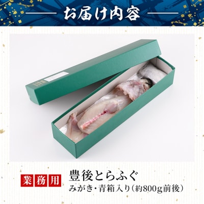 <業務用>豊後とらふぐ 1匹 青箱入 (約800g前後) 