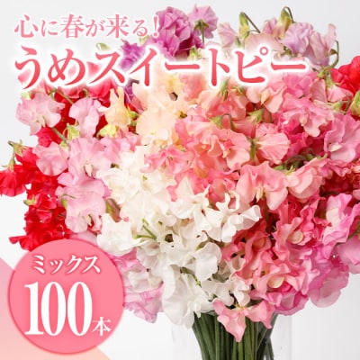 スイートピー ミックス (100本) 