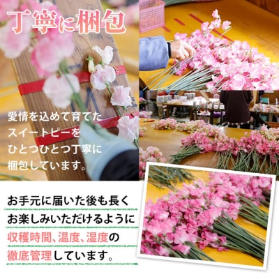 スイートピー ミックス (100本) 