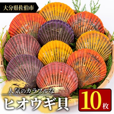 ヒオウギ貝 (10枚) 