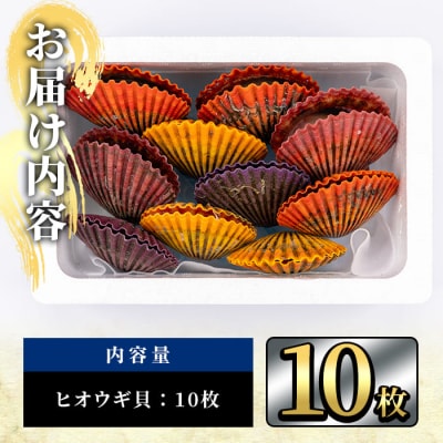 ヒオウギ貝 (10枚) 