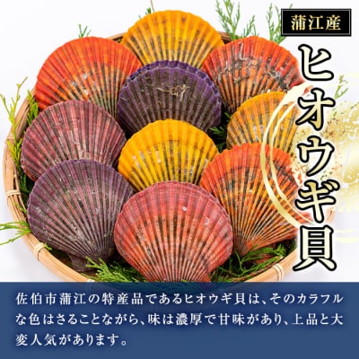 ヒオウギ貝 (10枚) 