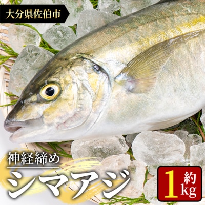 鮮魚 シマアジ (1本・約1kg) 