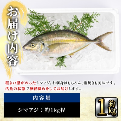 鮮魚 シマアジ (1本・約1kg) 