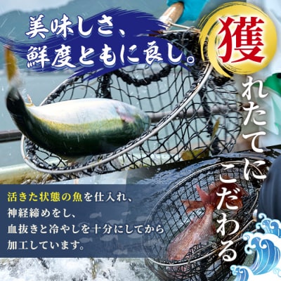 鮮魚 シマアジ (1本・約1kg) 