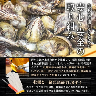 真ガキ 大入島オイスター ＜生食可・シングルシード養殖＞ (約1.3kg) 