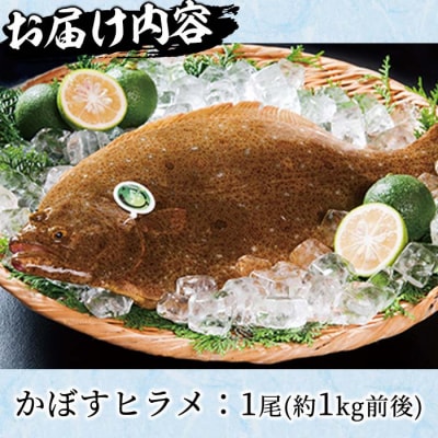  かぼすヒラメ (1尾・約1kg前後)  