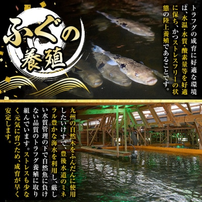 とらふぐ 唐揚げ セット (合計約1.1kg)