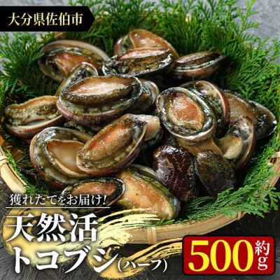 天然活きトコブシ (約500g・ハーフサイズ) | ふるさと納税のお礼品