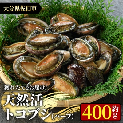 天然活きトコブシ (約400g・ハーフサイズ)