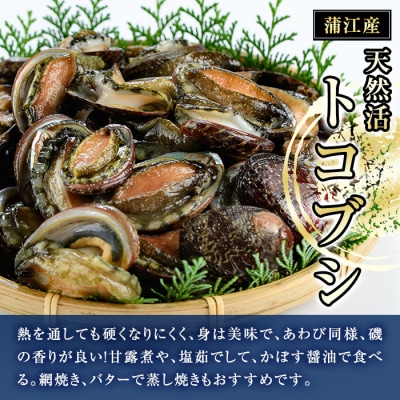天然活きトコブシ (約400g・ハーフサイズ)