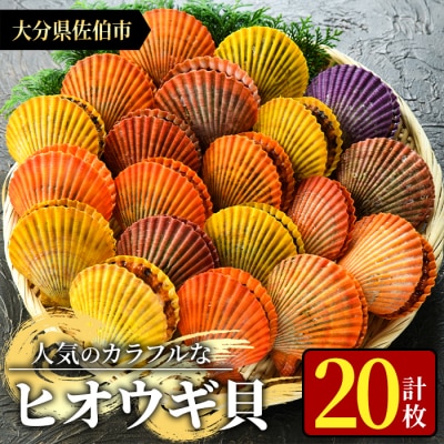 ヒオウギ貝 (20枚)