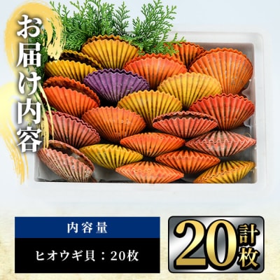 ヒオウギ貝 (20枚)