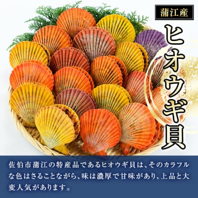 ヒオウギ貝 (20枚)