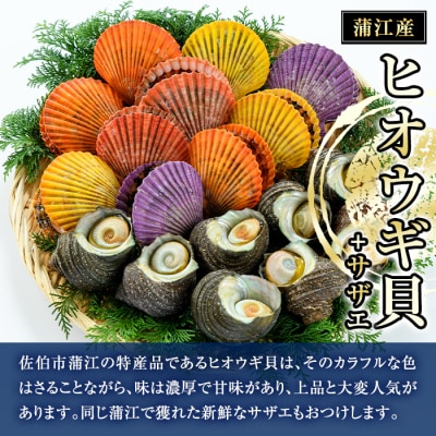 ヒオウギ貝 (10枚)とサザエ (約1kg)