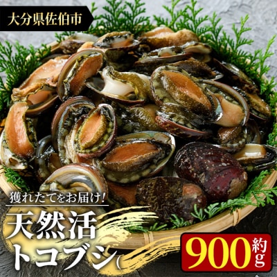 天然 トコブシ (約900g)