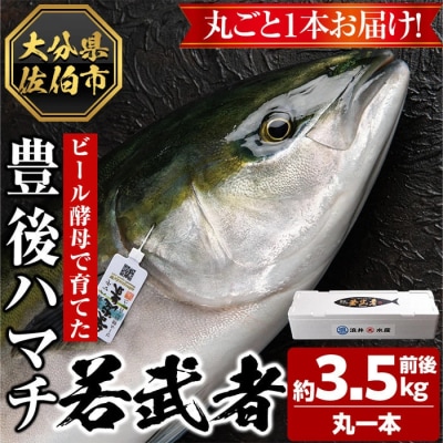 <先行予約受付中!2026年11月以降順次発送予定>豊後ハマチ 若武者(丸一本)