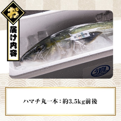 豊後ハマチ 若武者(丸一本)