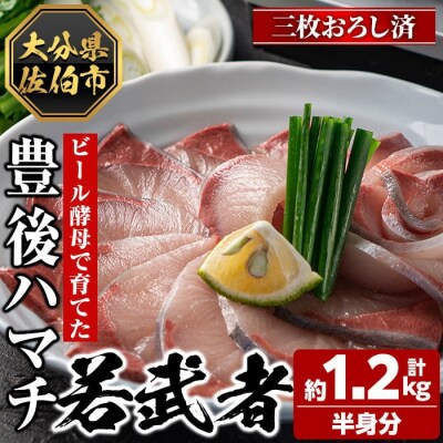 <先行予約受付中!2026年11月以降順次発送予定>豊後ハマチ 若武者(三枚おろし半身)