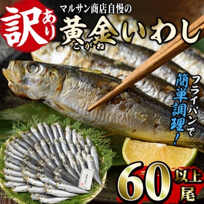 <訳あり>黄金いわし (60尾以上)