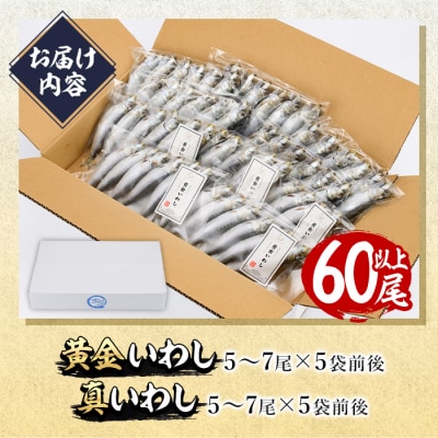<訳あり>佐伯市産真いわしと黄金いわし 食べ比べ (2種・60尾以上)