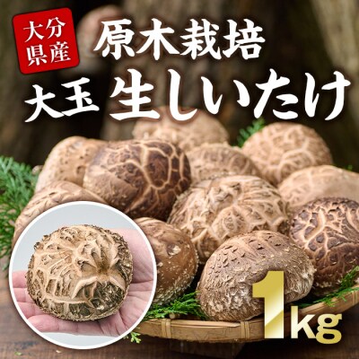 原木栽培の大玉生しいたけ(1kg)