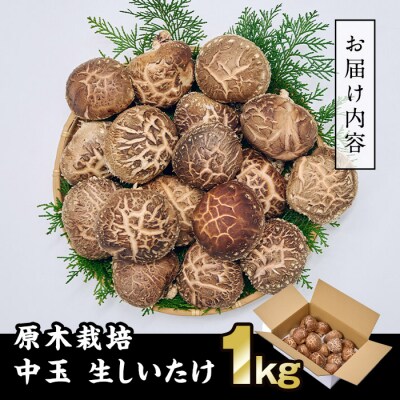 原木栽培の中玉生しいたけ(1kg)