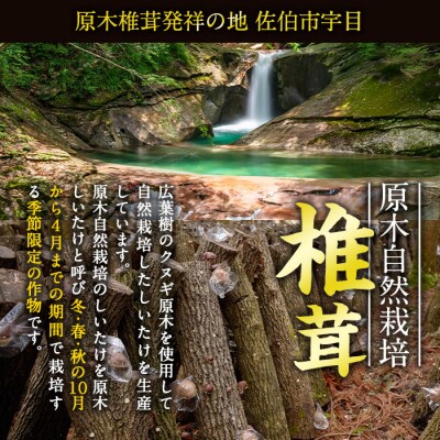 原木栽培の中玉生しいたけ(1kg)