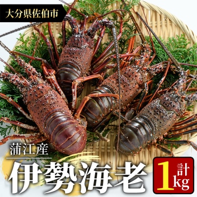 大分県産 伊勢海老 (計1kg)